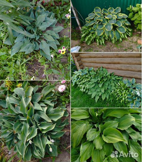 Многолетние цветы для Вашего сада