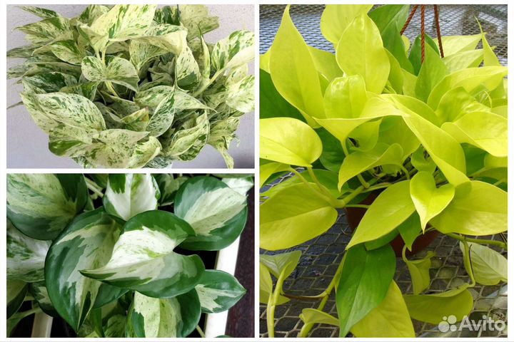 Сциндапсусы сортовые