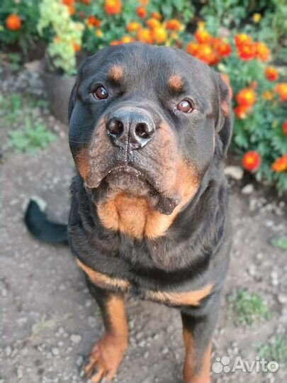 Вязка ротвейлера