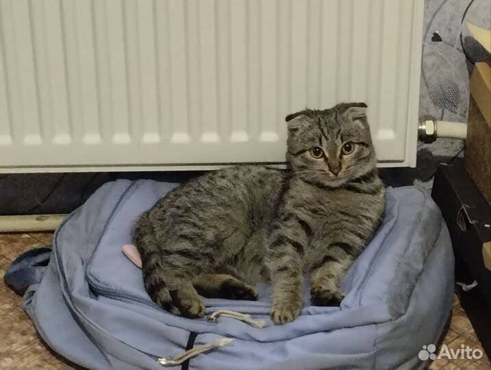 Отдаю котёнка В хорошие руки порода веслоухий