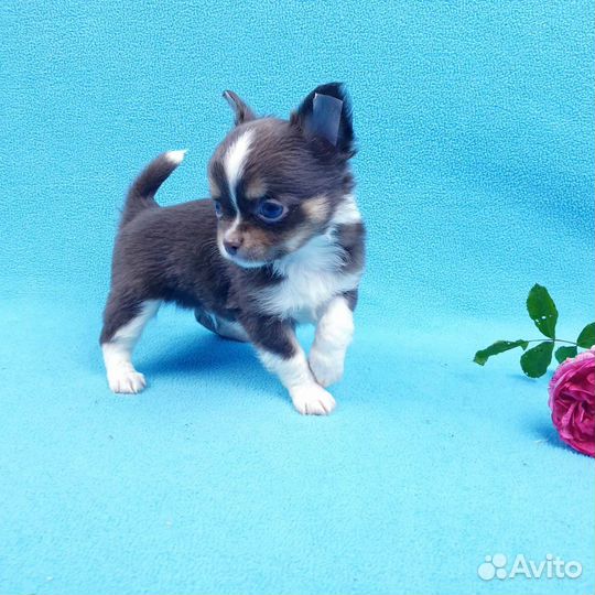 Щенки чихуахуа. Мини и стандарт