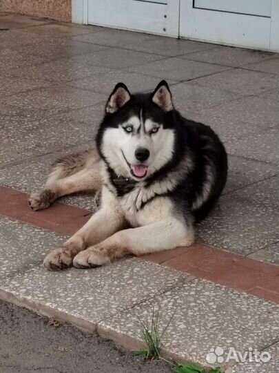 Сибирский хаски