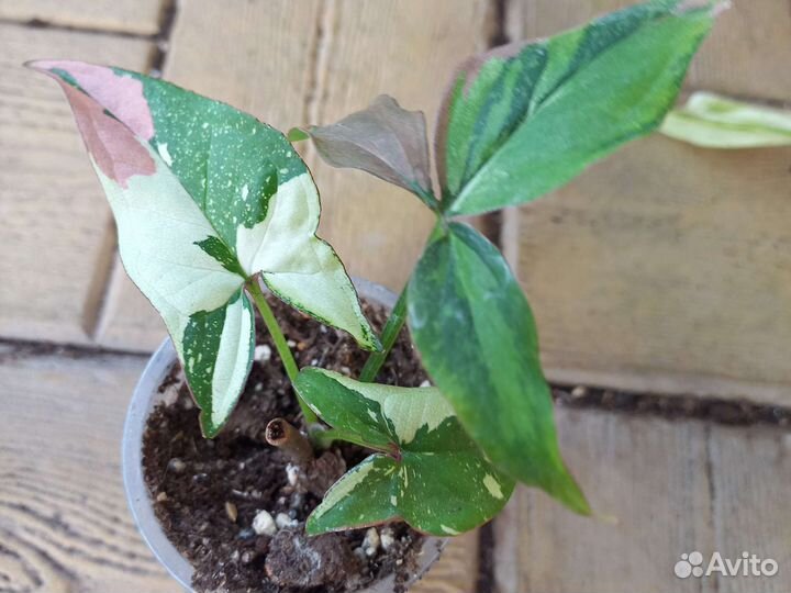 Домашние цветы 1