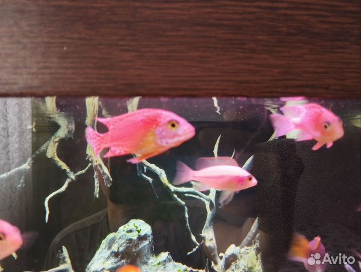 Аулонокара орхидея