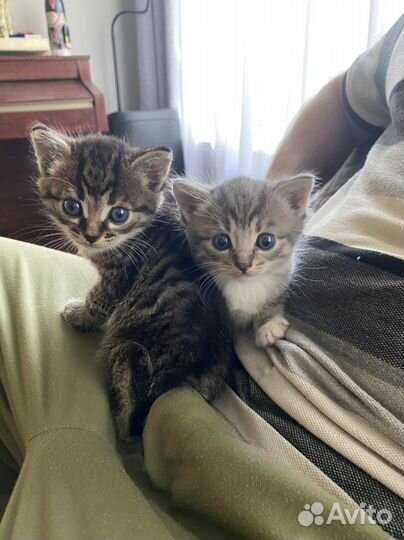 Котята дворянской породы