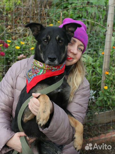 Молодая собака Рукка