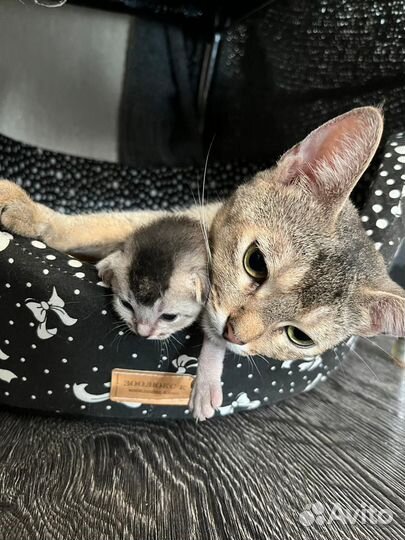 Абиссинские котята