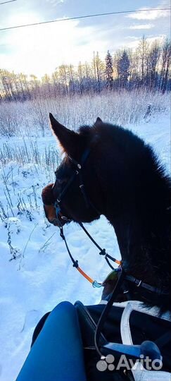 Катание на лошадях