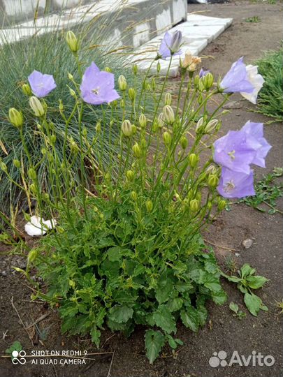 Колокольчик карпатский