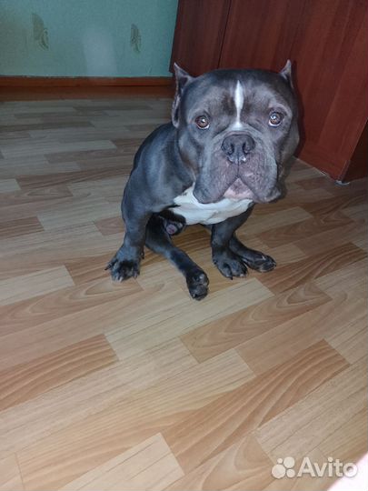 Вязка собак американский буль