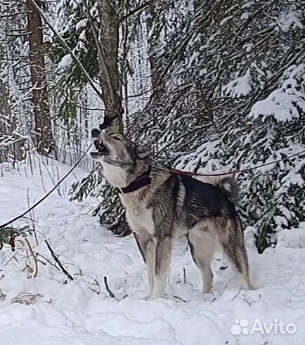 Вязка Лайка зсл и рел