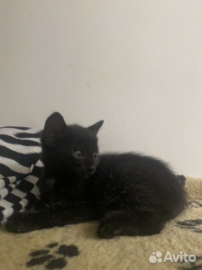 Кошка в дар