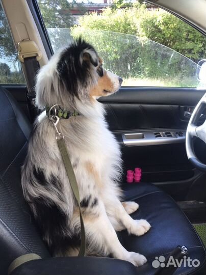 Автралийская овчарка (Аусси)