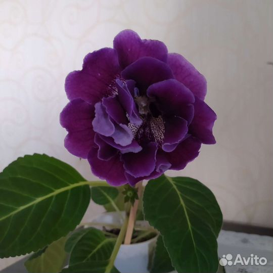 Глоксиния махровая цветущая