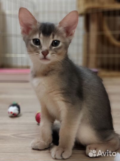 Абиссинский кот