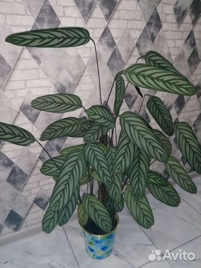 Ктенанта комнатный цветок саженцы