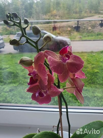 Орхидея сортовая
