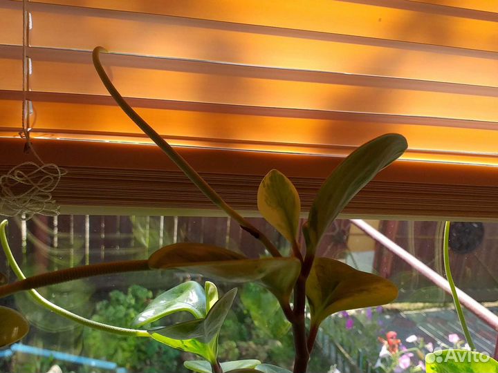 Пеперомиия туполистна