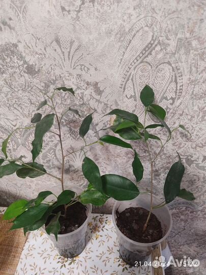 Фикус бенджамина