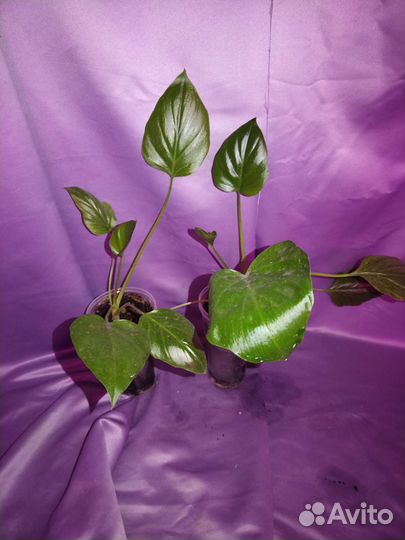 Диффенбахия, монстера, филодендрон