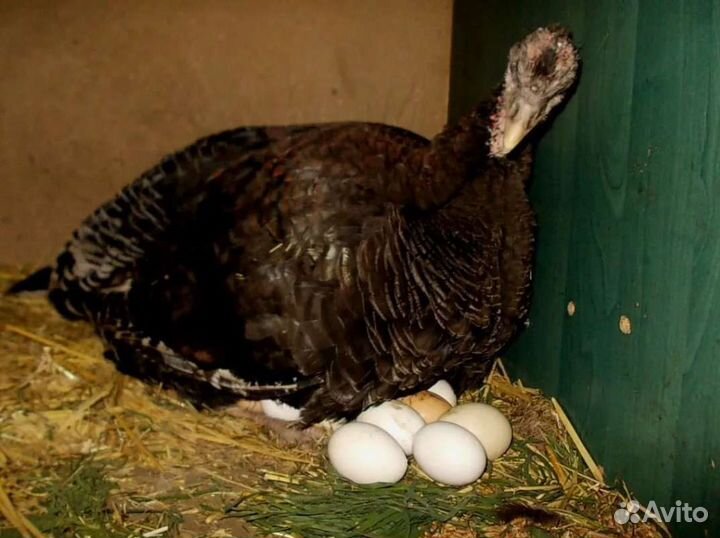 Инкубационное яйцо индейки