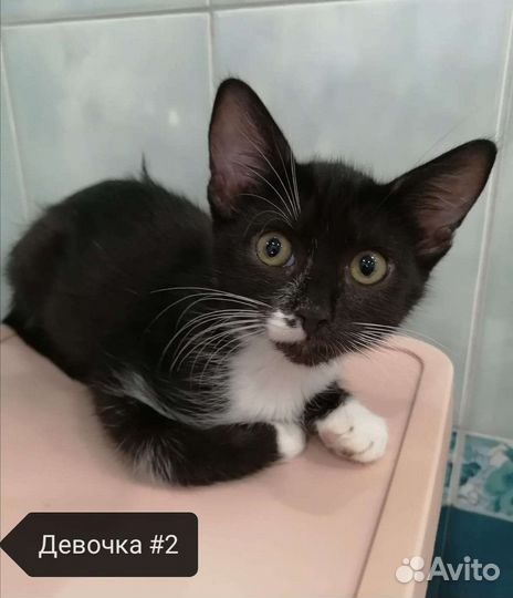 Кошки в добрые руки бесплатно