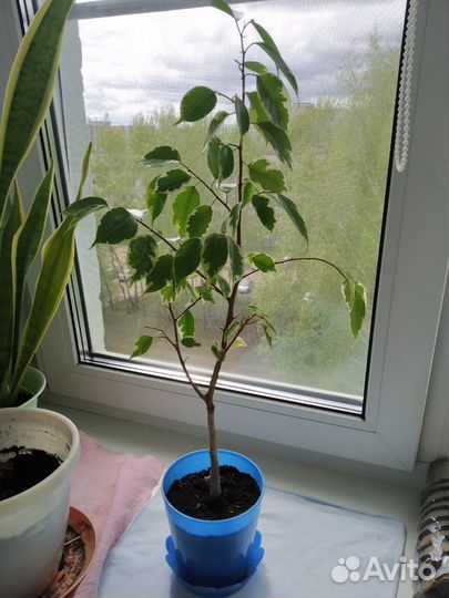 Фикус Бенджамина пестролистный