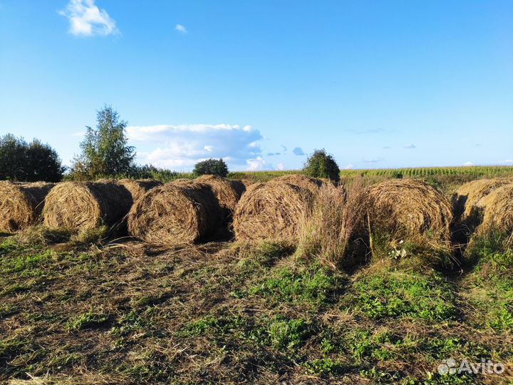 Сегодня в рулонах 350 кг