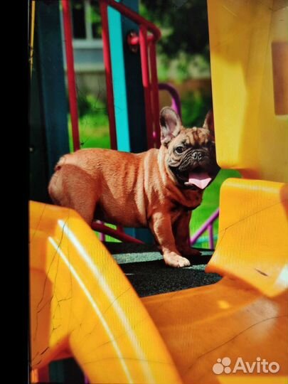 Ваша миникопия