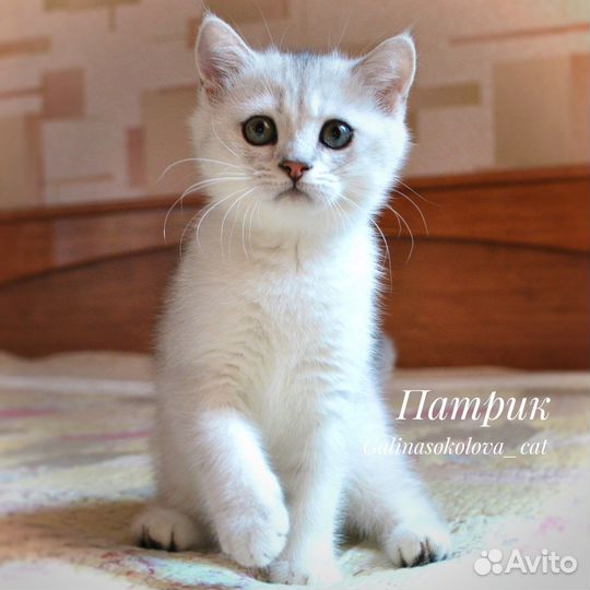 Котенок британской серебристой шиншиллы (мальчик)