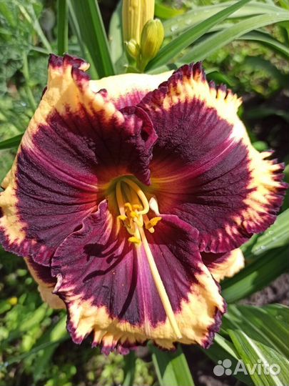 Лилейники - альбом №5