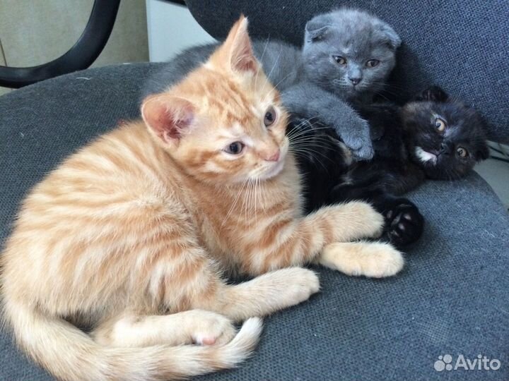 Котята шотландцы вислоухие
