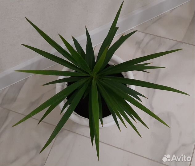 Пальма юкка