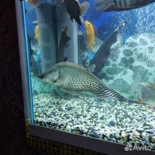 Серебряный нож Бланша