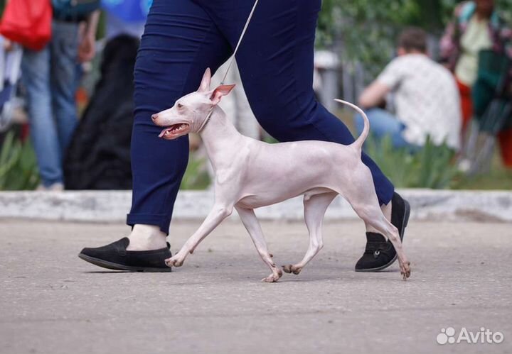 Вязка. Американский голый терьер