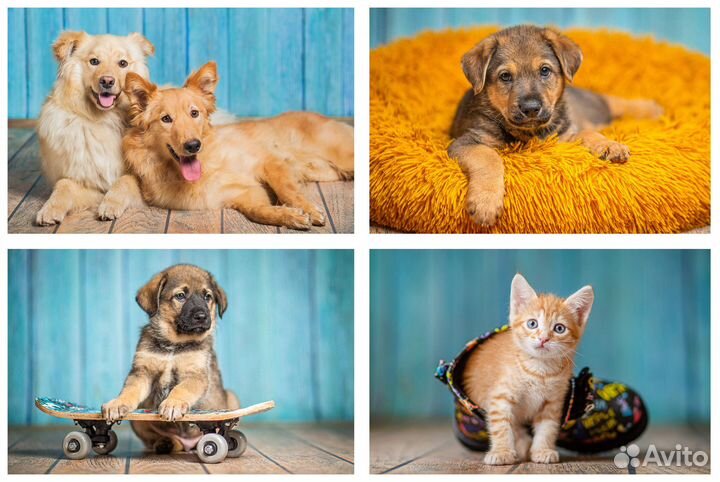 Фотограф анималист/ фотосъемка животных