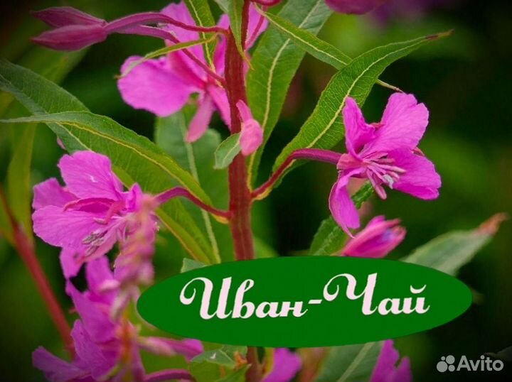 Иван-чай один кг, чёрный, урожай лето 2023