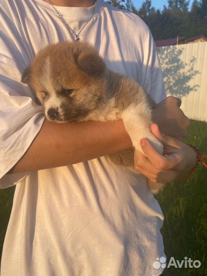 Щенки Акита-Ину