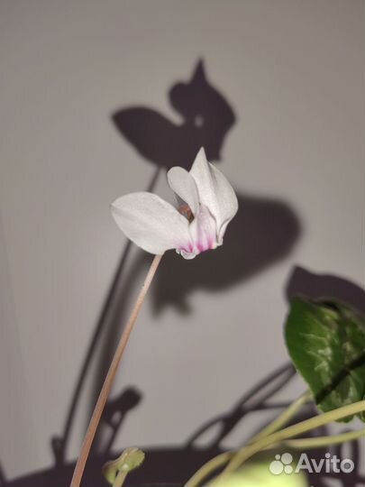 Цикламен неаполитанский