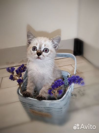 Сиамские кошечки