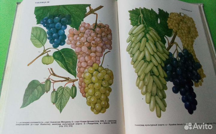 Культурные растения СССР. Москва 