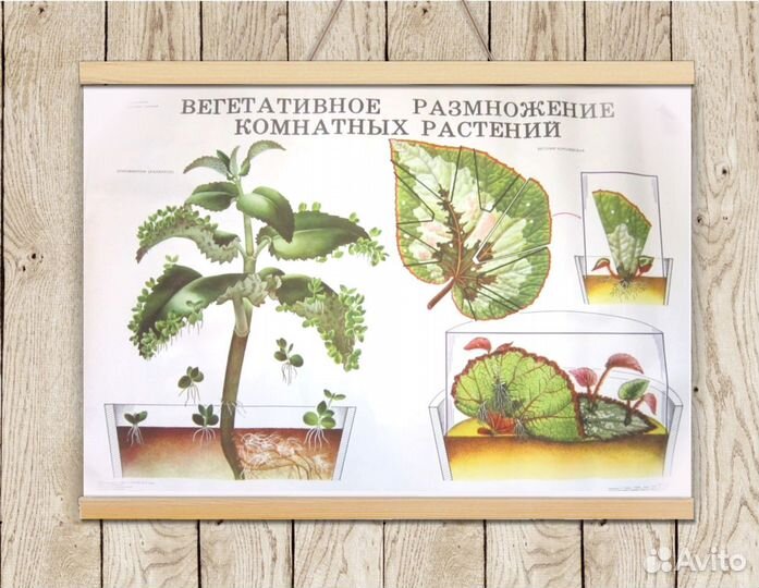 Ботанические плакаты с растениями СССР