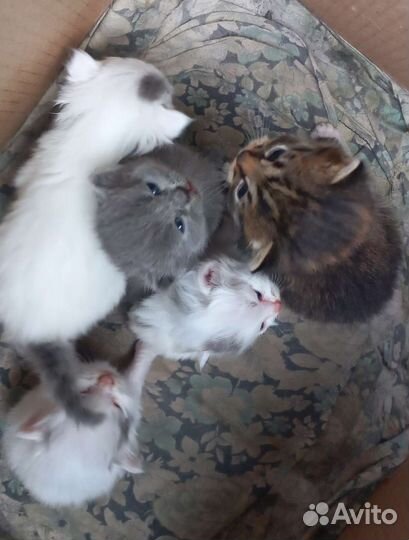 Кошка в дар бесплатно шотланская порода