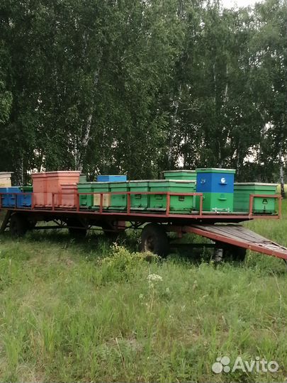 Пчелопакеты 2024