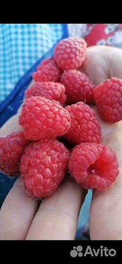 Саженцы малины, клубники