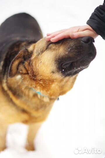 Бой мечтает о доме