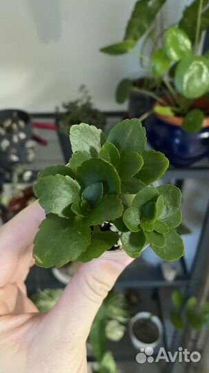 Монстера дубиа/растения