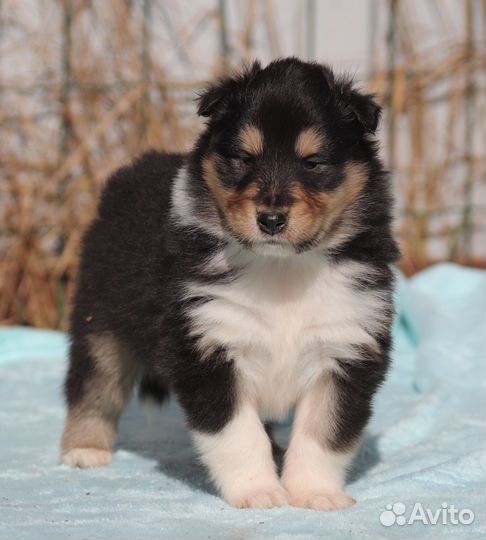 Щенки колли