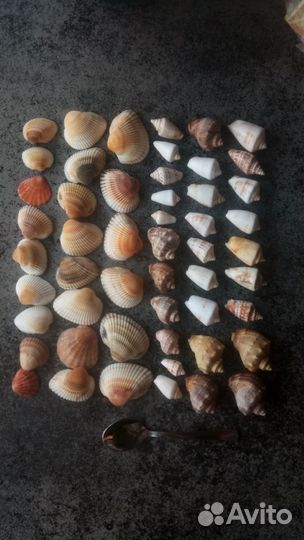 Ракушки