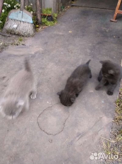 Кошки в добрые руки бесплатно